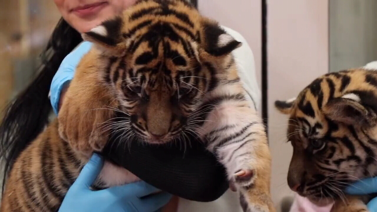 Jacksonville Zoo debuts tiger cubs